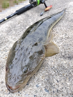 マゴチの釣果