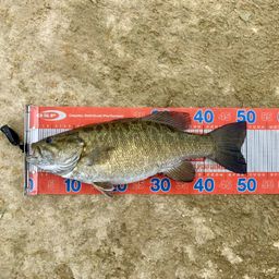 スモールマウスバス