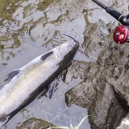 アメリカナマズ