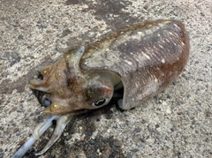 コウイカの釣果