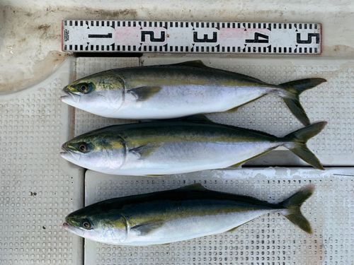 ヤズの釣果