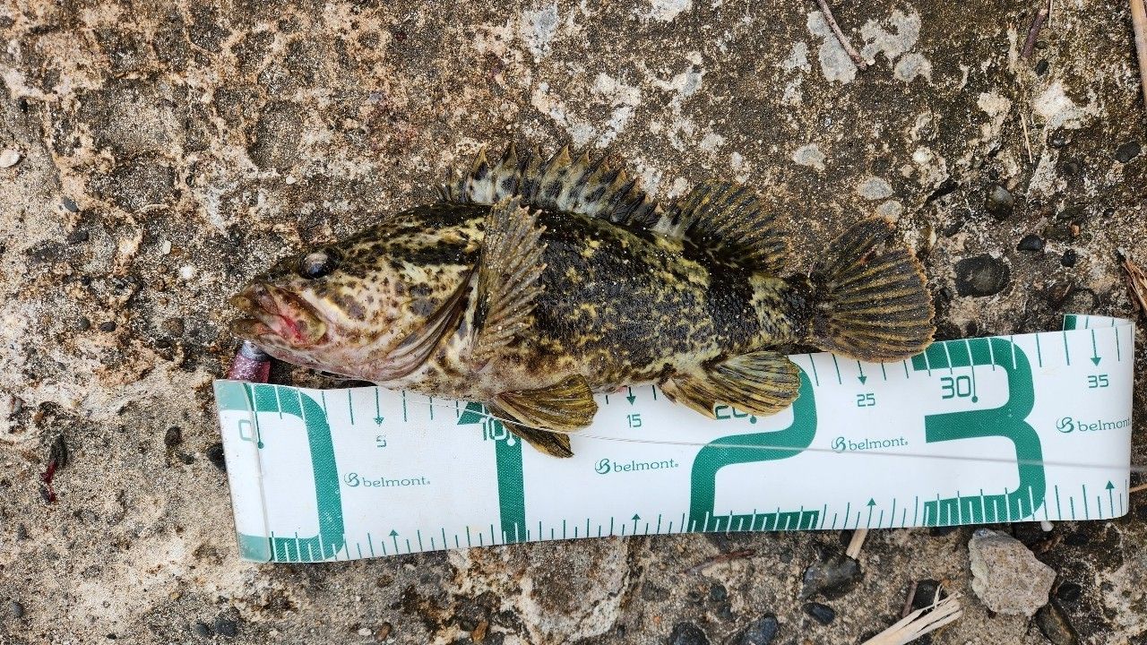 タケノコメバル