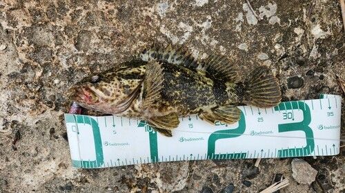 タケノコメバルの釣果