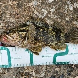 タケノコメバル