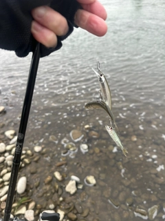 モロコの釣果