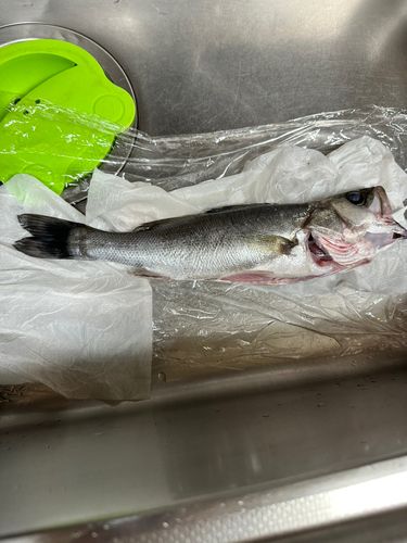 セイゴ（マルスズキ）の釣果