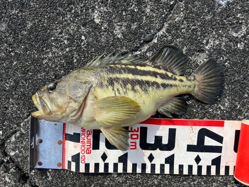 シマゾイの釣果