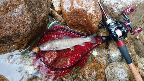 イワナの釣果