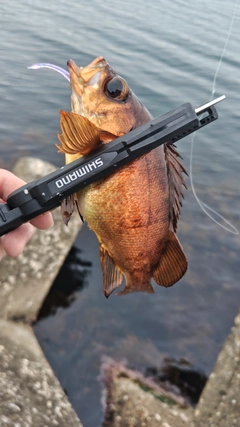 キンメバルの釣果