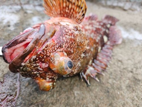 カサゴの釣果