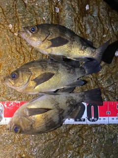 シロメバルの釣果