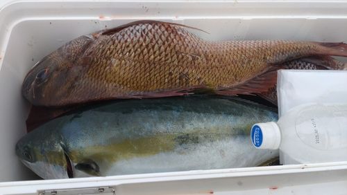 マダイの釣果