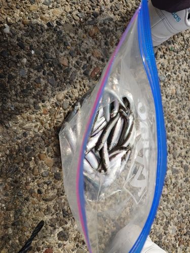 カタクチイワシの釣果