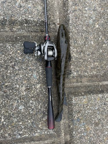 ライギョの釣果