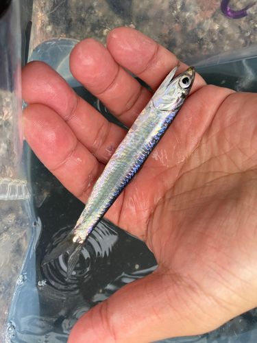 カタクチイワシの釣果