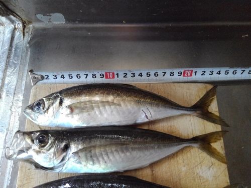 アジの釣果