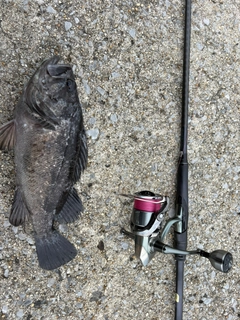 クロソイの釣果