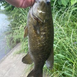 スモールマウスバス