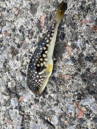 クサフグの釣果