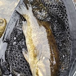 スモールマウスバス