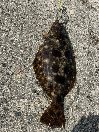 ヒラメの釣果