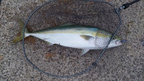 ブリの釣果