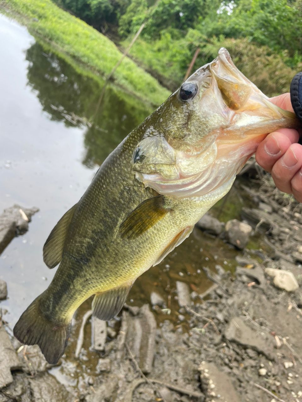 ラージマウスバス