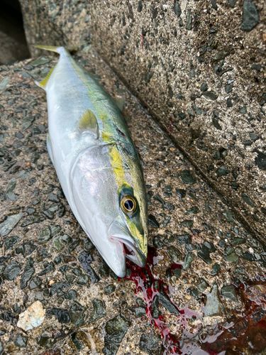ヤズの釣果