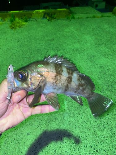 メバルの釣果