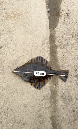 ヌマガレイの釣果