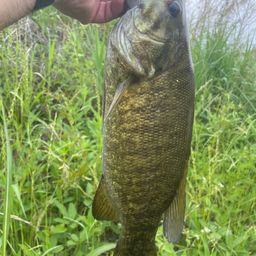 スモールマウスバス