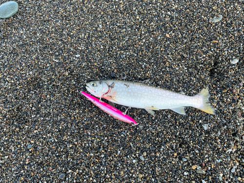 アメマスの釣果