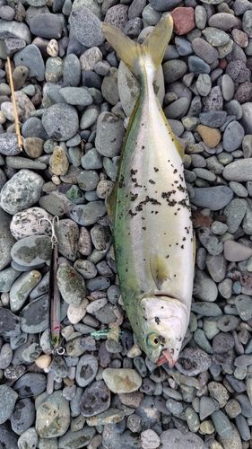 ワカシの釣果