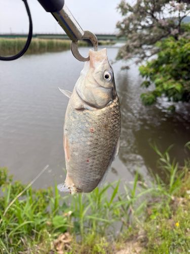 フナの釣果