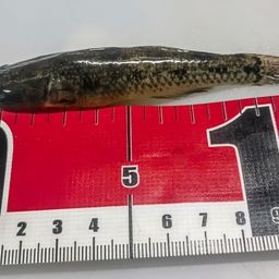 ハゼ