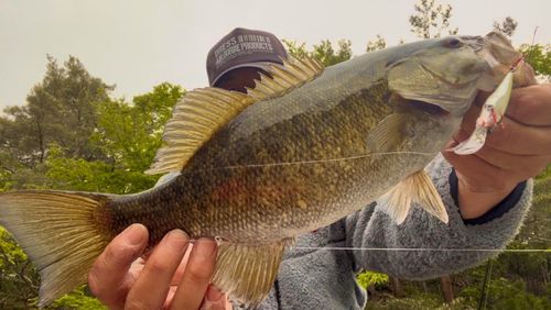 スモールマウスバスの釣果