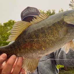 スモールマウスバス