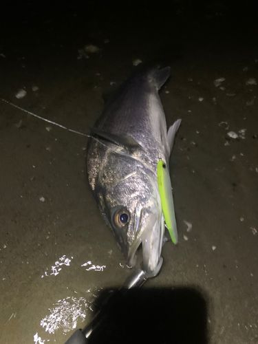 フッコ（ヒラスズキ）の釣果
