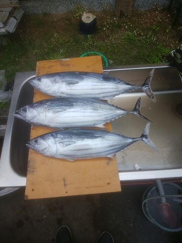 カツオの釣果