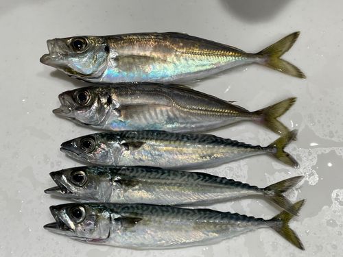 アジの釣果