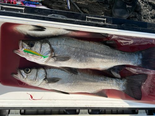 ヒラスズキの釣果