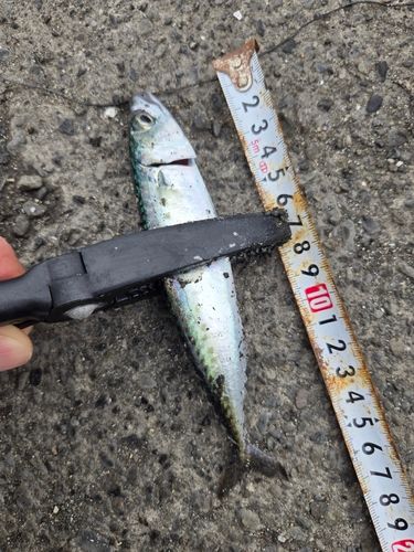 サバの釣果