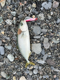 ワカシの釣果