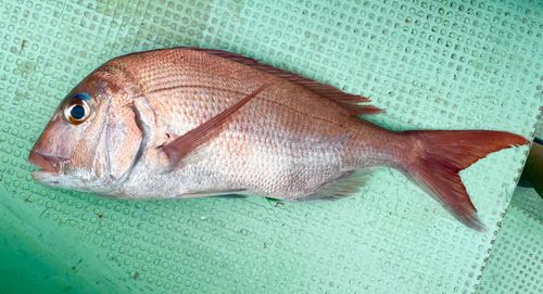 マダイの釣果