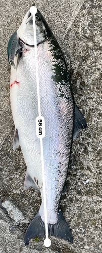 サクラマスの釣果