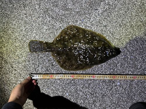 フサギンポ、ヒラメ Aquarium Movies (Japan) archive 生きている魚図鑑: フサギンポ