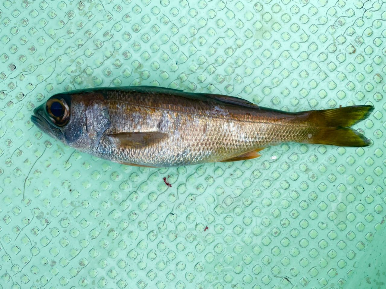 クロムツ