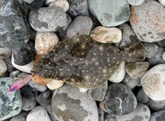 ソゲの釣果