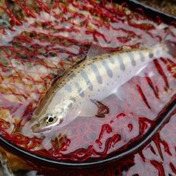 アマゴ