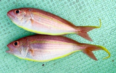 ソコイトヨリの釣果